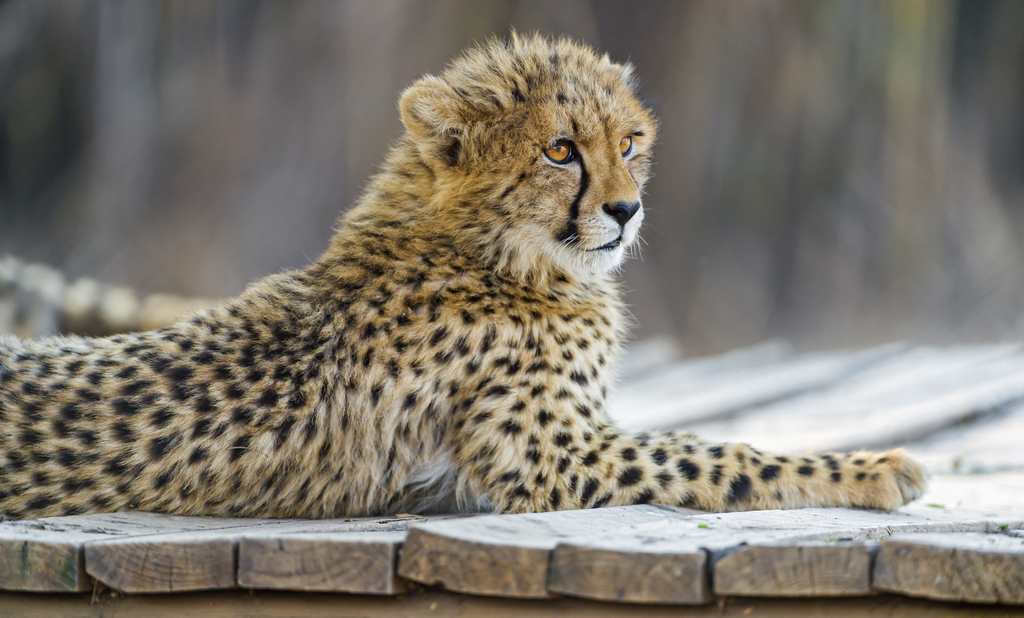 Cheetah Cub on the Platform - Tambako The Jaguar