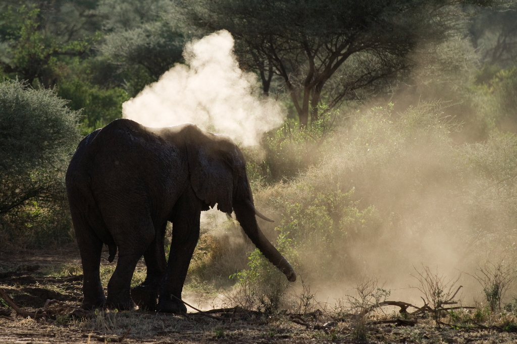 Elephant taking a dust bath