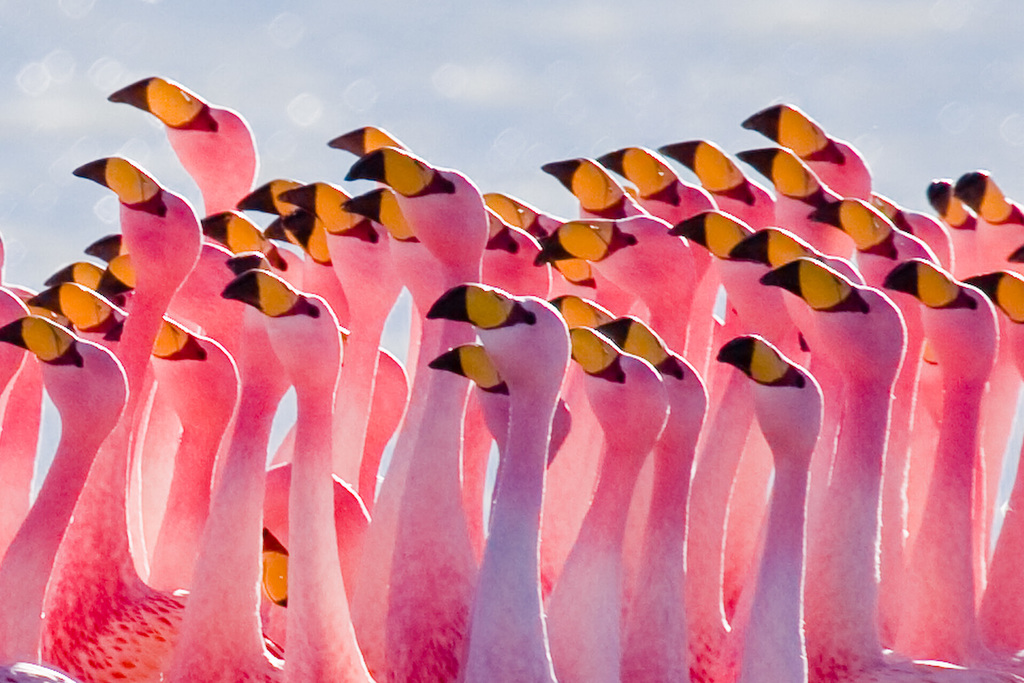 Flamingos Partying