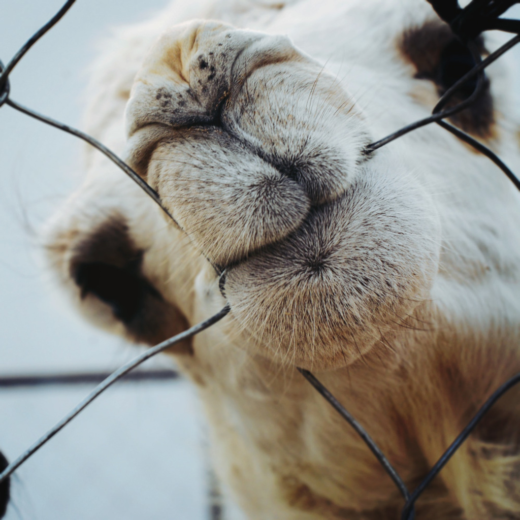 A camel biting on a fence