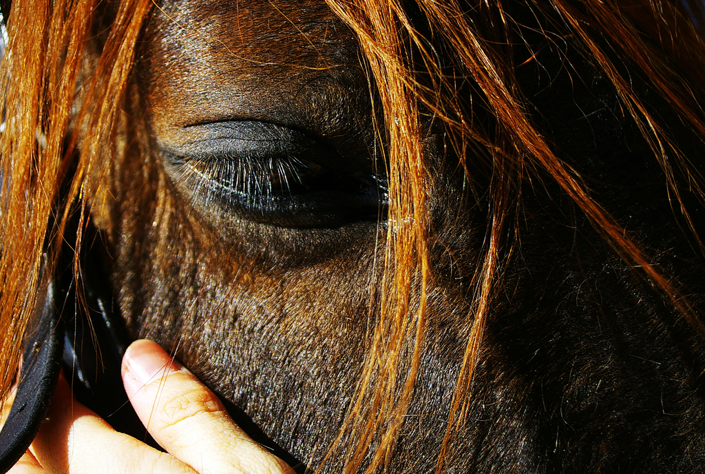 An astonishing photo of a horse eye