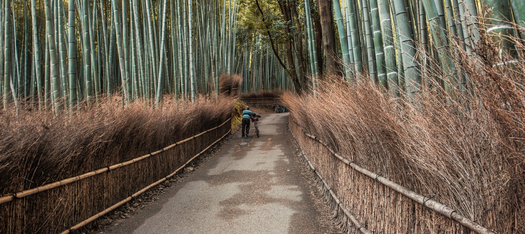 Bamboo Garden, Arashimaya, Kyoto, Japan