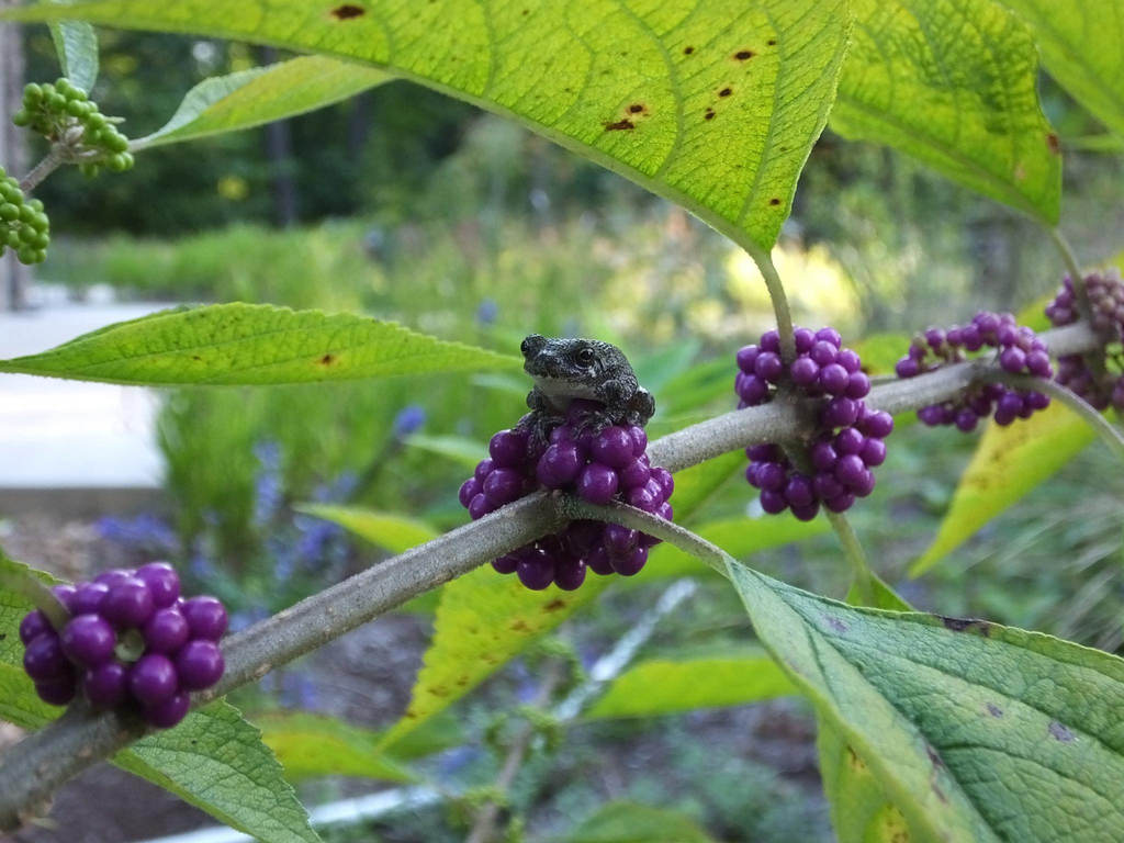 Berry Cute Tree Frog