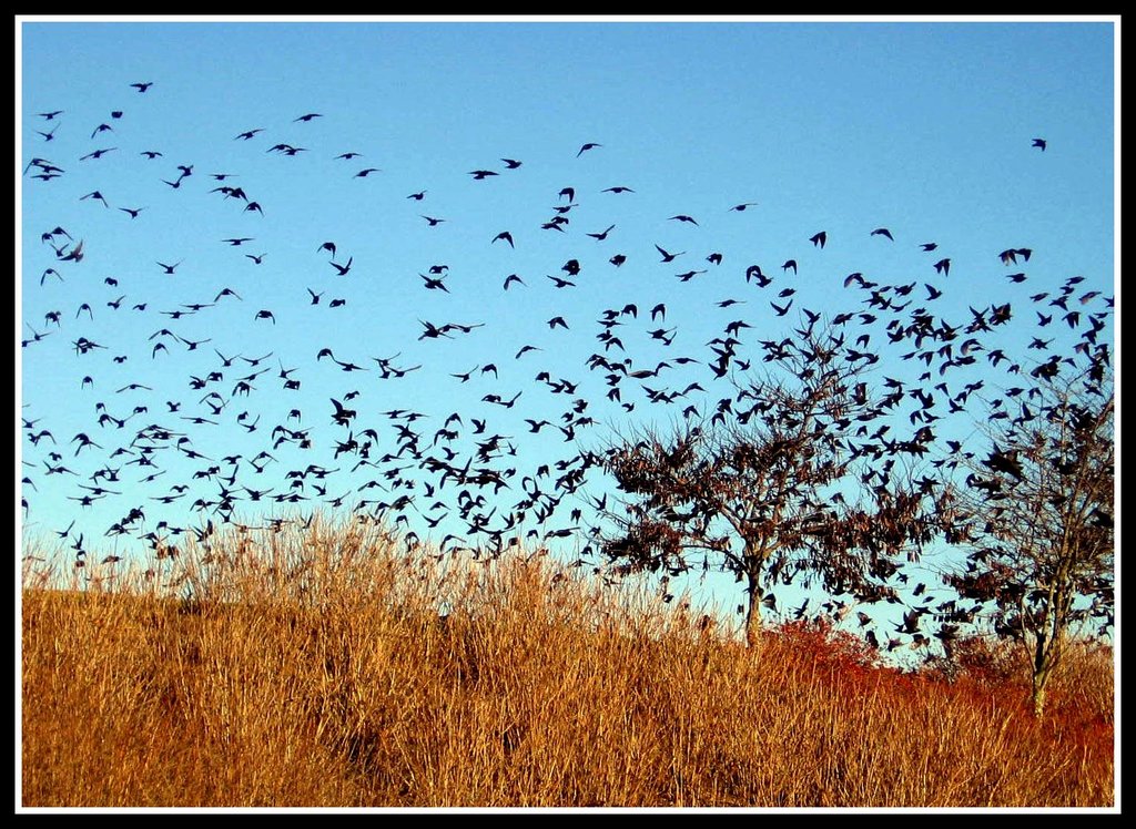 Blackbirds at Dusk flying of a tree in Asheville