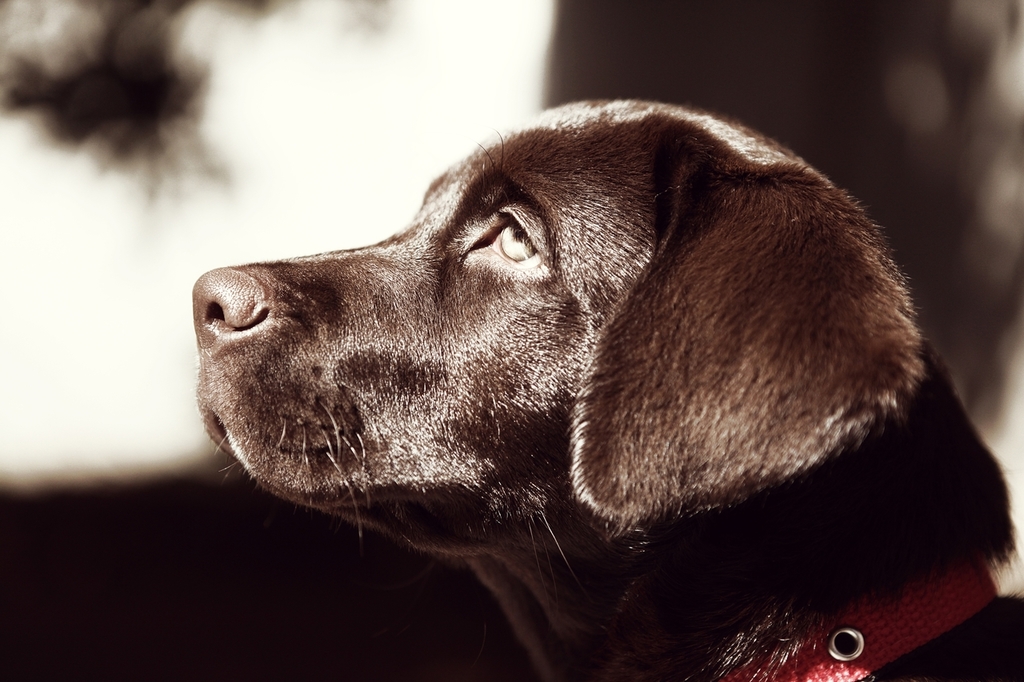 Brown Labrador dog face profile