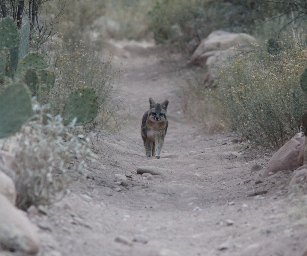 Gray Fox, Bright Angel Campground, Grand Canyon