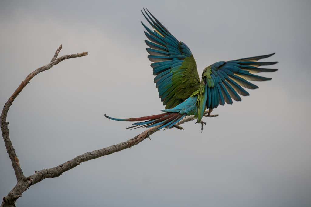 Great green macaw on a branch