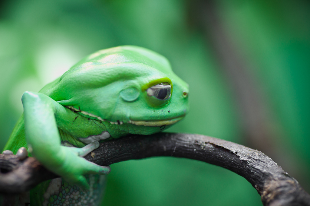 green frog... - Adrian Dreßler