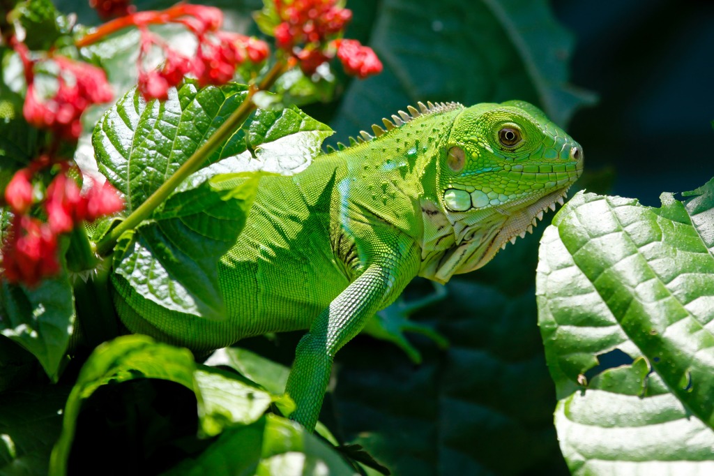 Green Iguana lizard in nature