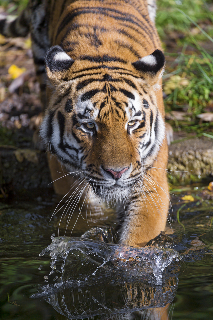 Jegor getting into the water - Hi Res Image