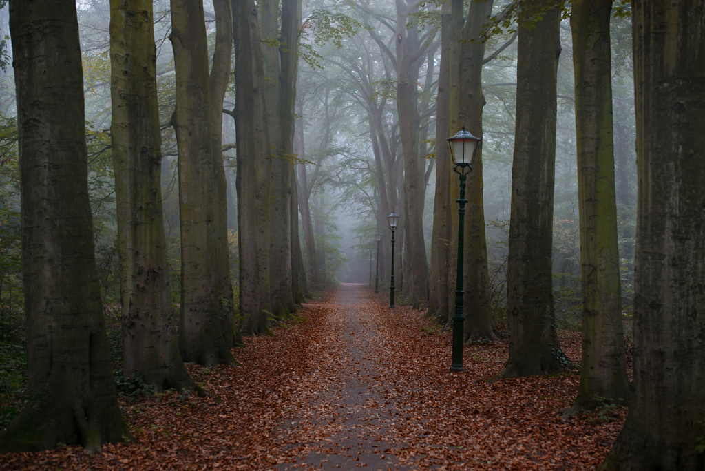 Lonely Autumn Path