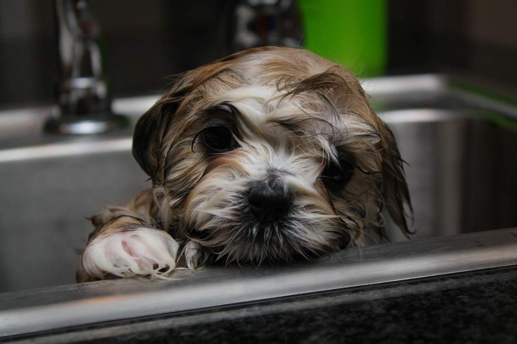 Maltese-Shihtzu puppy's first bath