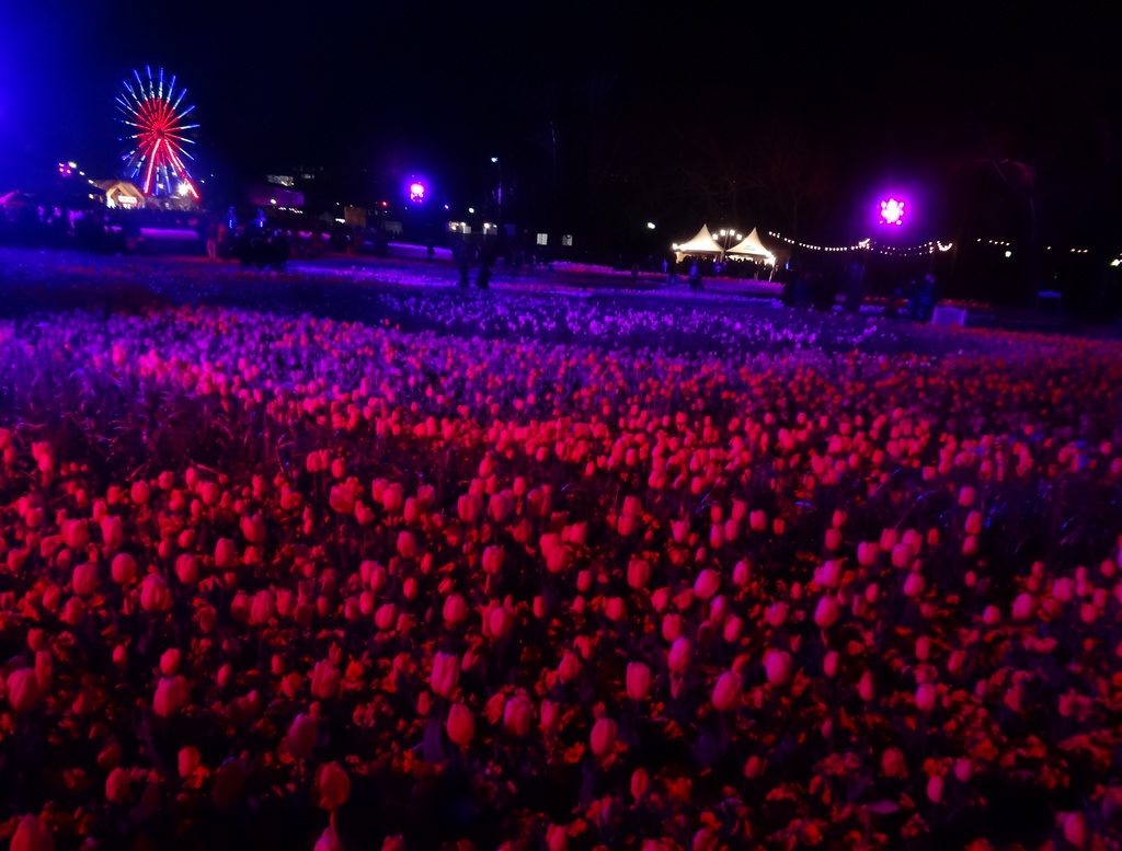 Massed tulips under lights at Canberra Floriade