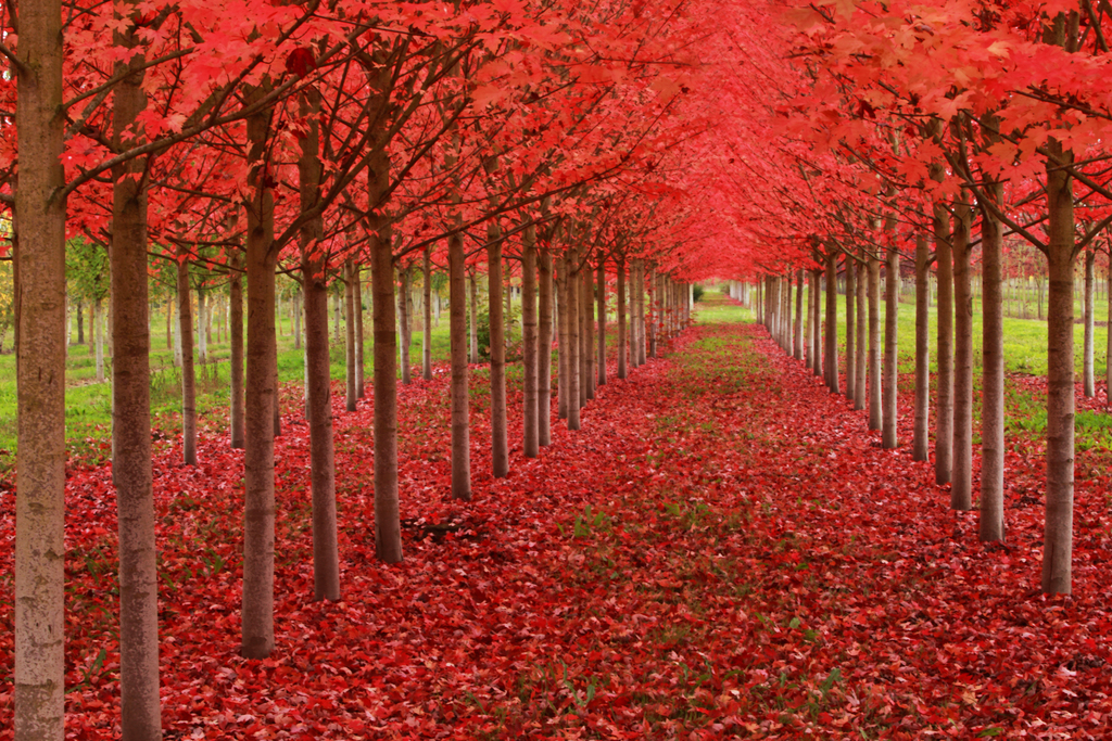 Red leave trees with the title Under a Blood Red Sky
