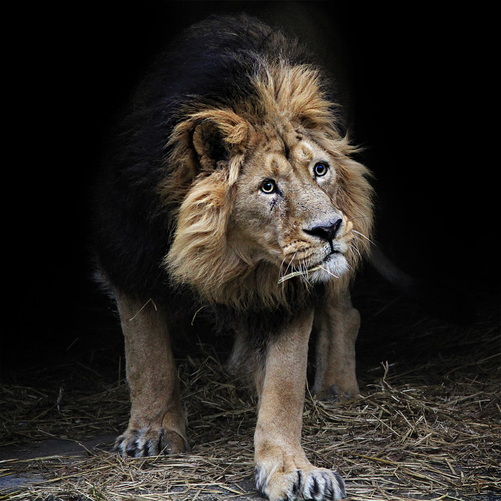 The Lion 'King' - Jinterwas