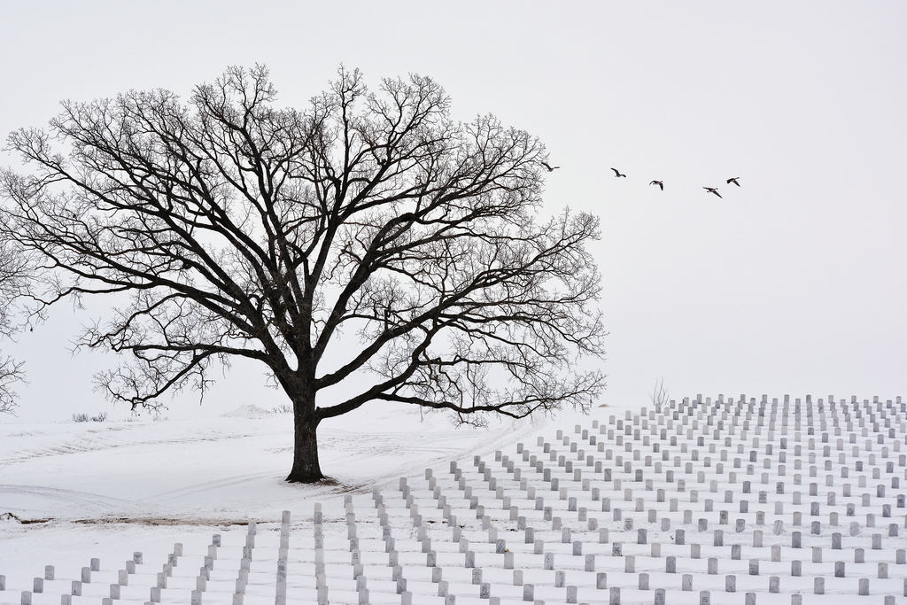 Tree under the snow in Leavenworth national cemetry