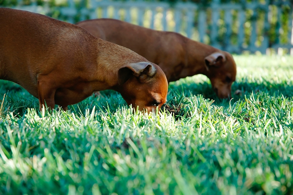 Twin dogs smelling the grass