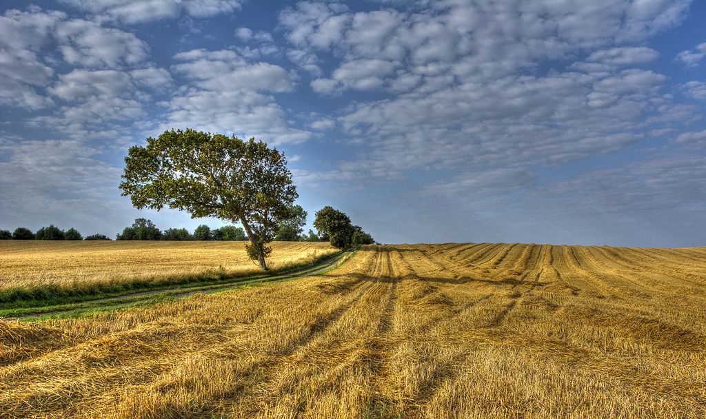 Untitled - Yellow field landscape photography