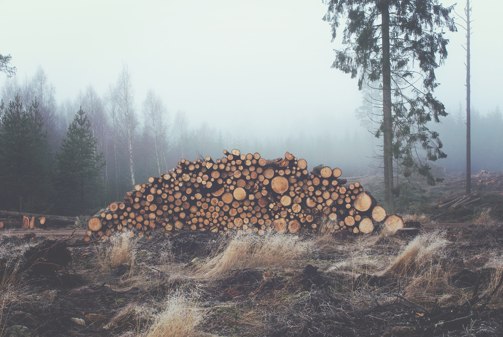 Wood logs gathered in the misty forest