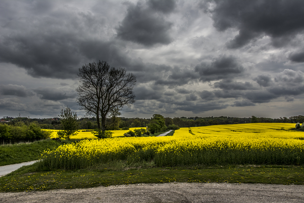 Yellow fields and gray skies - Fc Nikon