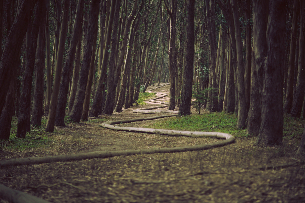 Zigzag pathway in the forest